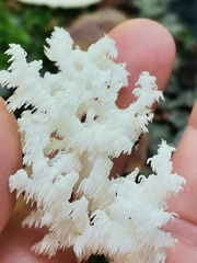 Hericium coralloides