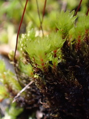 Ptychostomum pseudotriquetrum