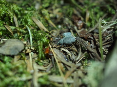 Otiorhynchus rugosostriatus