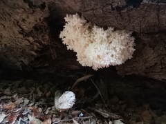 Hericium coralloides
