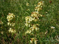 Penstemon confertus