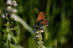 Lycaena thersamon