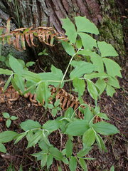 Prosartes hookeri