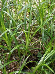 Scirpus microcarpus
