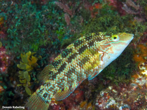 Emerald Wrasse