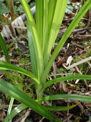 Scirpus microcarpus
