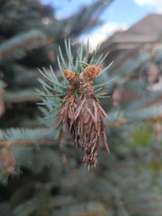 Thyridopteryx ephemeraeformis