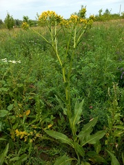 Senecio doria