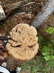 Hydnellum aurantiacum