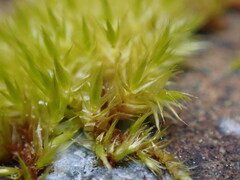 Didymodon