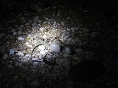 Pseudelaphe phaescens