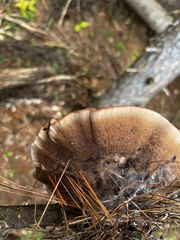 Hydnellum aurantiacum