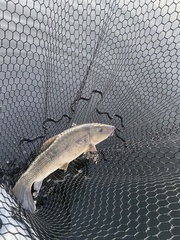 Catostomus commersonii