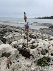 Gentianopsis