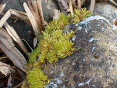 Didymodon