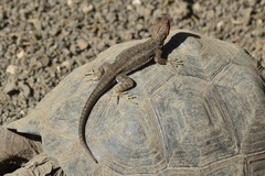 Microlophus albemarlensis