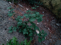 Solanum nigrum