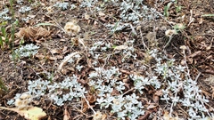 Antennaria parvifolia