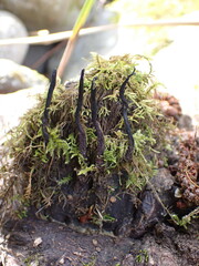 Xylaria hypoxylon
