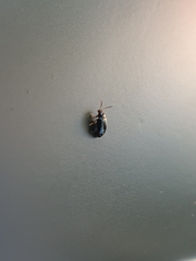 Plagiodera versicolora