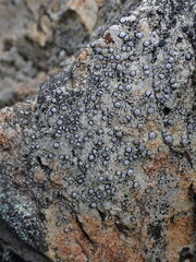 Acarosporaceae