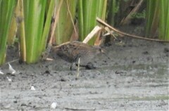 Porzana porzana