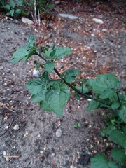 Solanum nigrum
