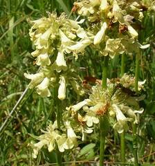 Penstemon confertus