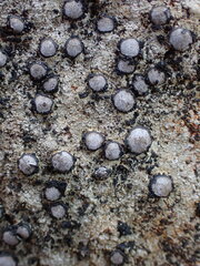 Acarosporaceae