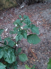 Solanum nigrum