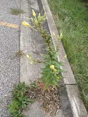 Oenothera biennis