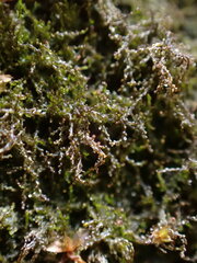 Cephaloziella