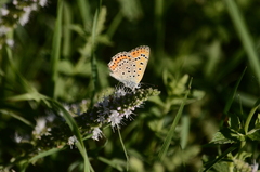 Lycaena thersamon