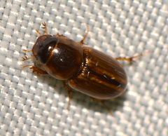 Labarrus cincticulus