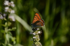 Lycaena thersamon