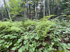 Dennstaedtia punctilobula