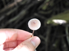 Mycena filopes
