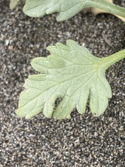 Ambrosia chamissonis