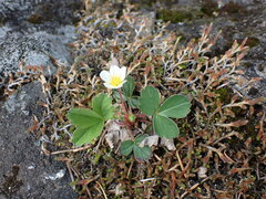 Fragaria