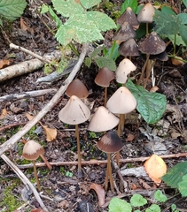 Parasola conopilea