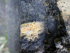 Ionaspis lacustris
