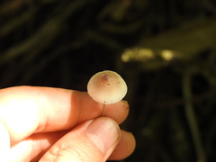 Mycena filopes