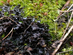 Scytinium lichenoides