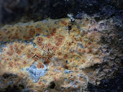 Ionaspis lacustris