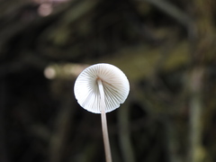 Mycena filopes