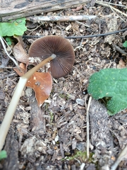 Parasola conopilea