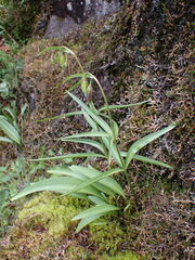 Fritillaria affinis