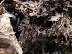 Scytinium lichenoides