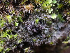 Scytinium lichenoides