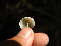 Mycena filopes